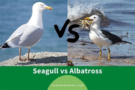 5 Key Differences Albatross vs Seagull