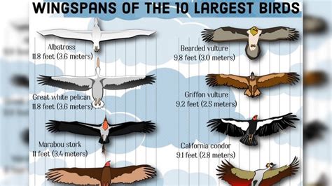 Albatross Wingspan Comparison