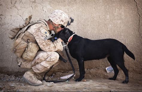 All About Military Service Dogs Pet Butler