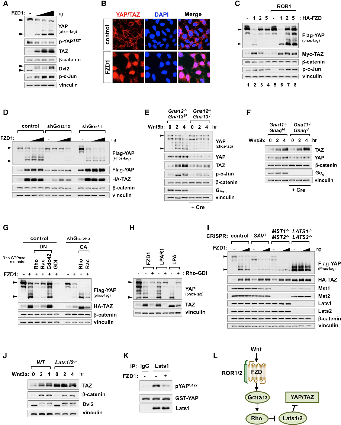 Alternative Wnt Signaling Activates Yap Taz Cell