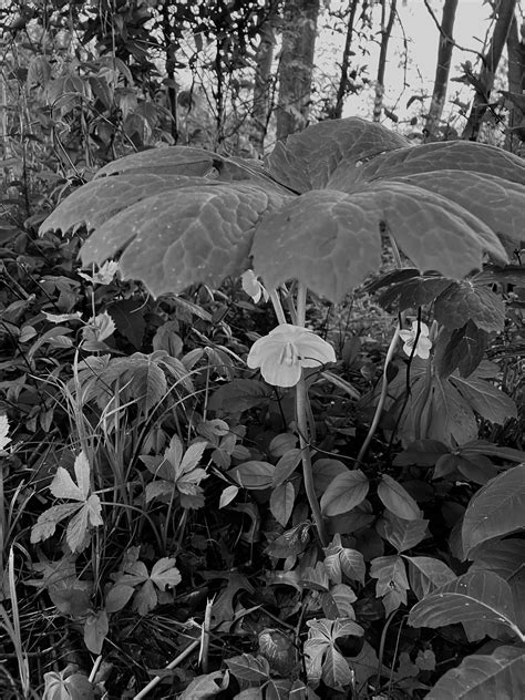 American Mandrake R Foraging