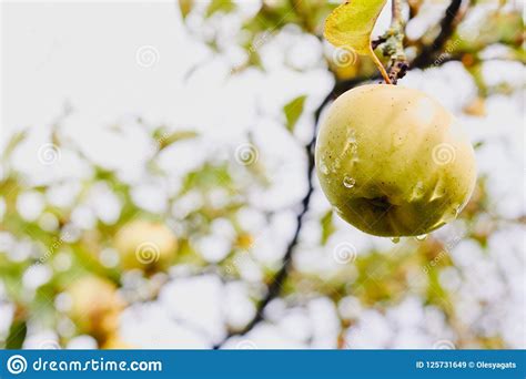 An Apple Hanging From A Tree Branch With A Green Strap Around It Amp 39 S Neck