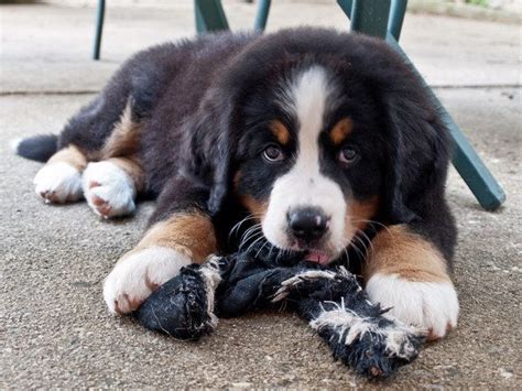 And They Re Always Down For A Lil Fun Play Time 23 Reasons Bernese Mountain Dogs Are The