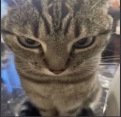 6 Ways Angry Cat Memes Rule the Internet