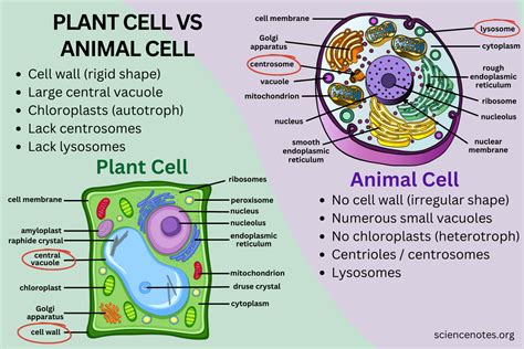 Animal And Plant Cell