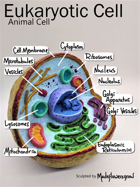 Animal Cell Model By Madeflowersgrow On Deviantart