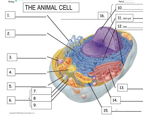 Animal Cell Model Diagram Quizlet