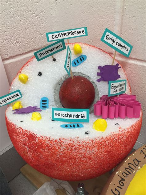 Animal Cell Model Ideas For Your Science Project Easy And Creative Animal Cell Animal