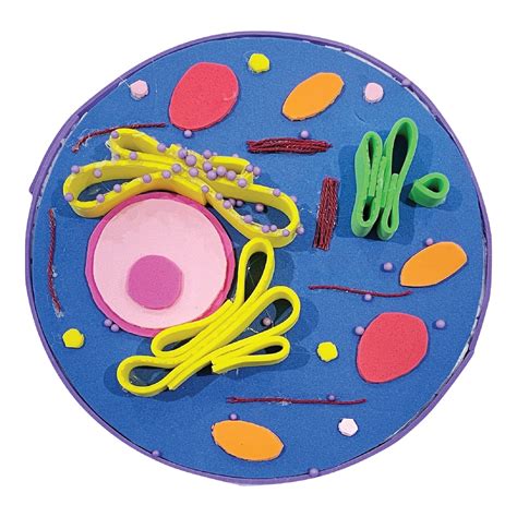 Animal Cell Model Kit Stem Activity For Kids Diy Homeschool Science