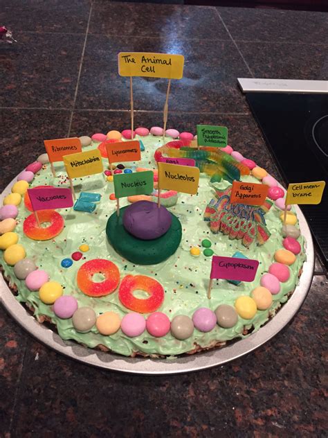 Animal Cell Model Project For School