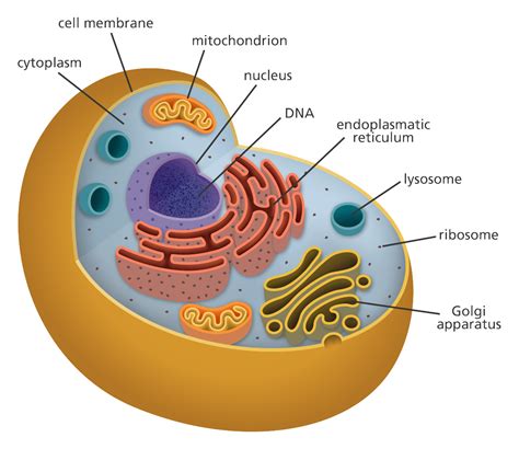 Animal Cell Structure