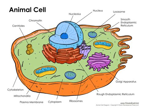 Animal Cell Diagram with Labels Explained