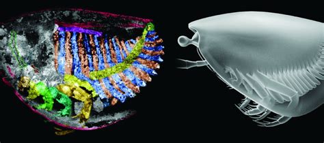 Animating Ancient Arthropods Modern Modeling Techniques Shed Light On New Species Origins