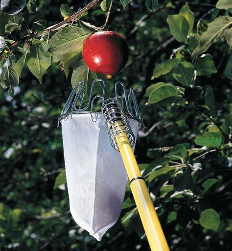 7 Ways to Pick Apples Like a Pro