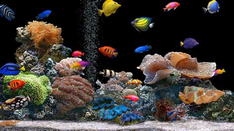 Aquarium Backgrounds Free Download