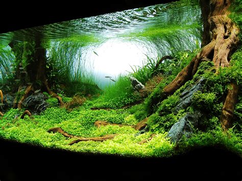 Aquarium Backgrounds Pictures Wallpaper Cave