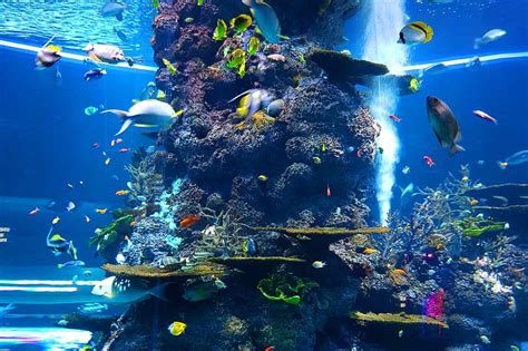 Discover Aquarium de La Rochelle's Underwater Wonders