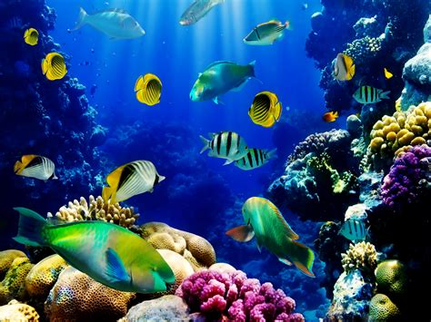 Aquarium Hd Wallpapers Pixelstalk Net