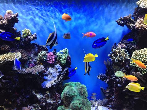 5 Ways to Create Stunning Aquarium Backgrounds