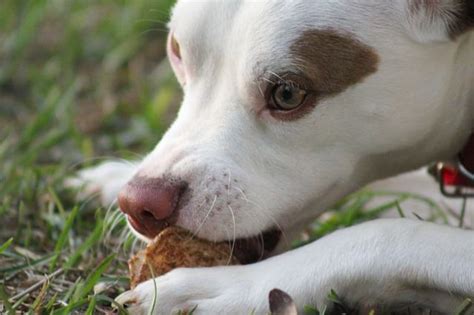 Ask A Vet 5 Reasons Why I Avoid Rawhide Bones For My Dogs