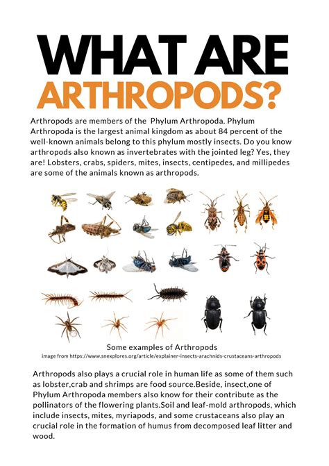 Assignment Anthropods What Are Arthropods Arthropods Are Members Of The Phylum Arthropoda