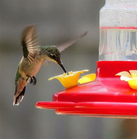 Attract Hummingbirds Or Increase Their Traffic In Your Yard With