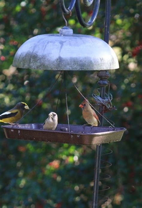 Attracting Birds With A Bird Feeder Colab Game