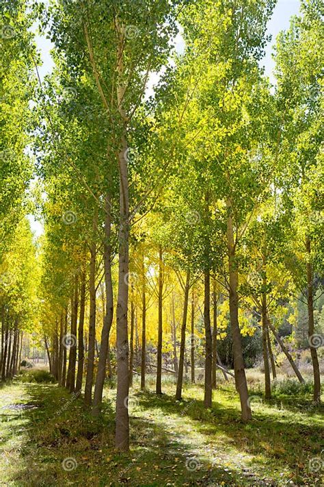 Autumn Early Fall Forest With Yellow Poplar Trees Stock Image Image Of Orange Pattern 28939489