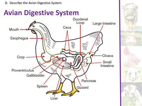 Avian Digestive System Basics