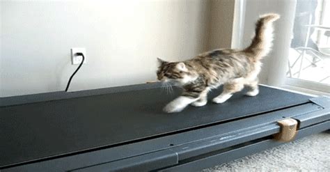 Awesome Cat On A Treadmill Aww