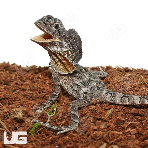 Baby Frilled Dragons For Sale Underground Reptiles