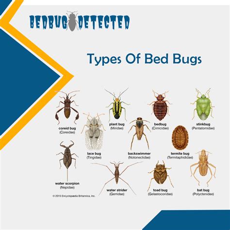 Badbugs Insect Identification Bug Identification Insects