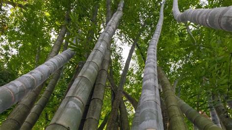 Top 5 Benefits of Bamboo A1 Largest Size