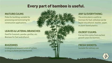 Bamboo Infographics Presenting Facts About Bamboo Bambu Batu