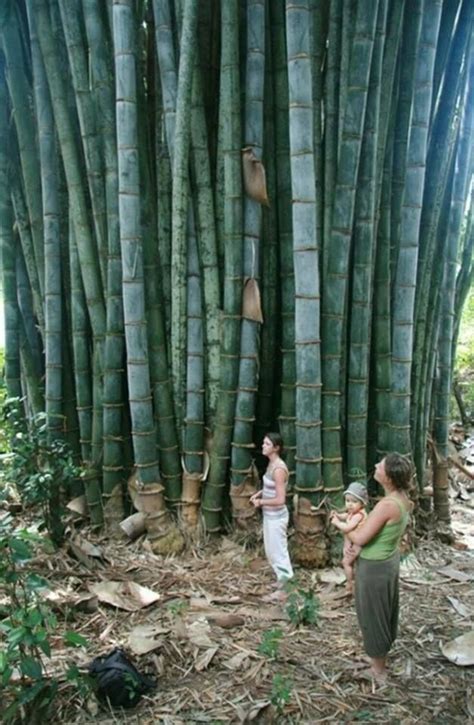 Bamboo Origins Exploring Where Bamboo Comes From Planthd