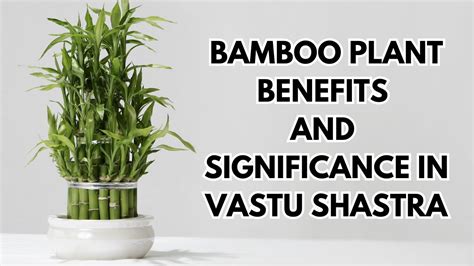 Bamboo Plant Benefits And Vastu Placement In The Home