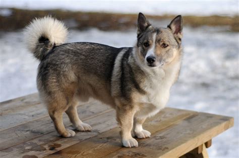 Basset Hound Husky Mix Google Search With Images Swedish Vallhund