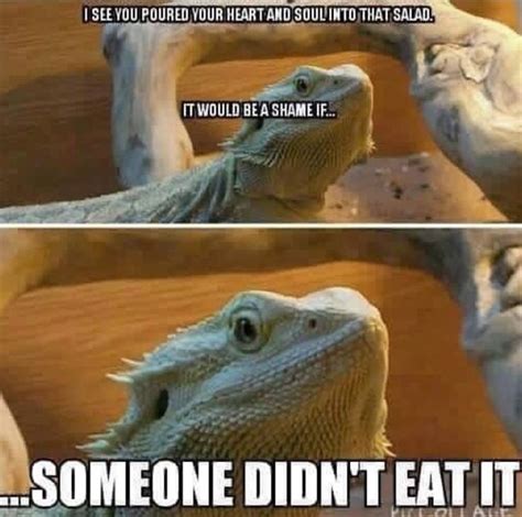 Bearded Dragon Humour Funny Follow Sophieeleana Baby Bearded Dragon Bearded Dragon Funny