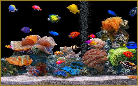 Beautiful Aquarium Wallpapers Top Free Beautiful Aquarium Backgrounds