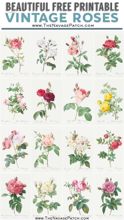 Beautiful Free Printable Vintage Rose Illustrations Rosesaesthetic