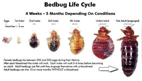 Bedbugs Pest Control Singapore Maximum Pest