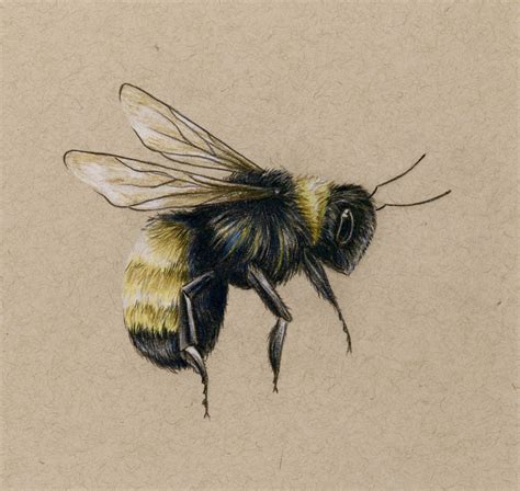 Bee Art Drawing