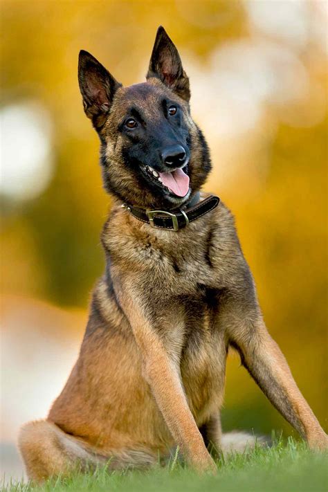 Belgian Malinois Dog