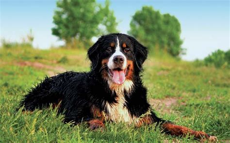 Bernese Mountain Dog Description Temperament Images Amp Facts Britannica