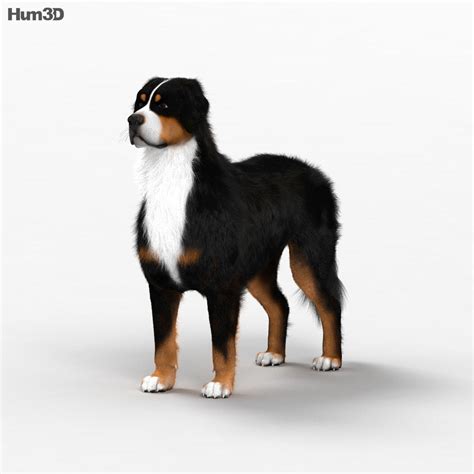 5 Ways Bernese Mountain Dogs Steal Hearts as Models