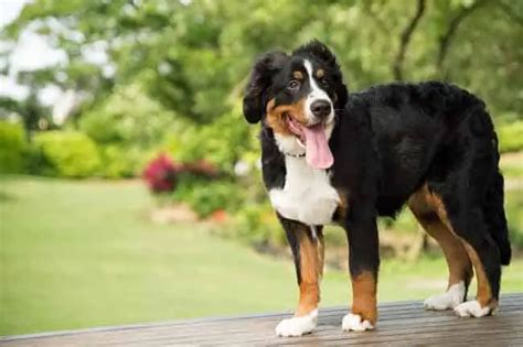 Bernese Mountain Dogs Amp Shedding Exactly What To Expect Animalhow Com