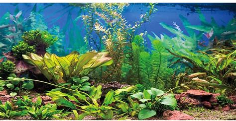 Best Aquarium D Cor For A Vibrant And Healthy Tank Tiny Finz