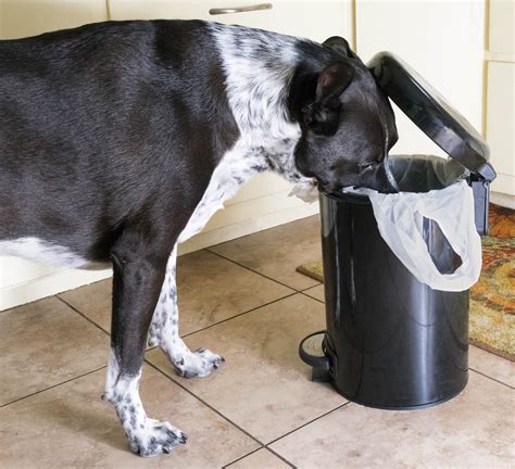 Best Dog Proof Trash Can How To Keep Your Pet Out Of The Garbage