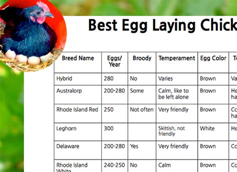 Best Egg Laying Chickens Chart Laying Chickens Best Egg Laying