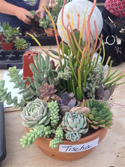 Best Plants For Succulent Garden At Robert Brennan Blog